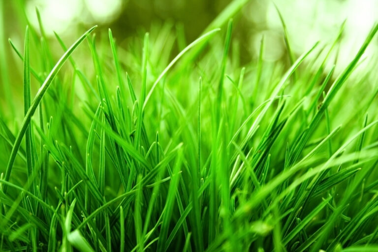 Grass