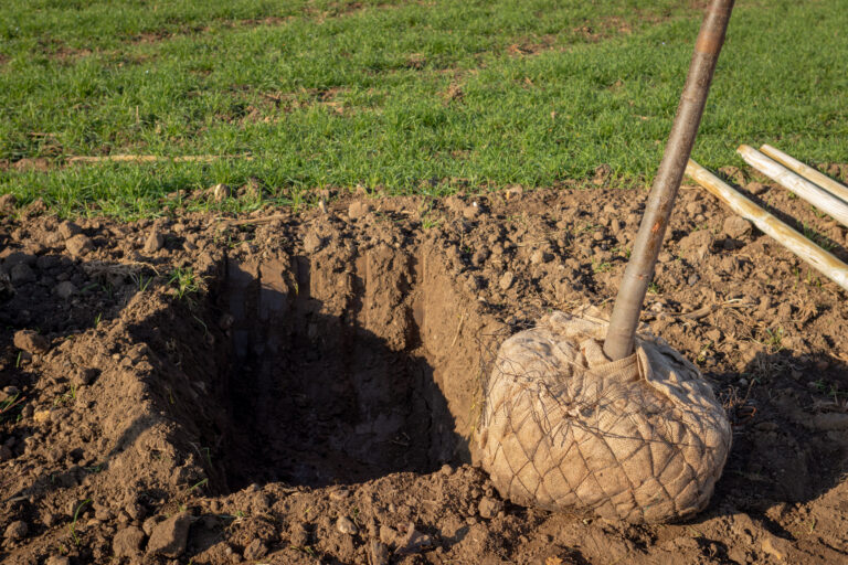 Young deciduous tree with a root ball  wrapped in burlap ready to be planted in a digged hole