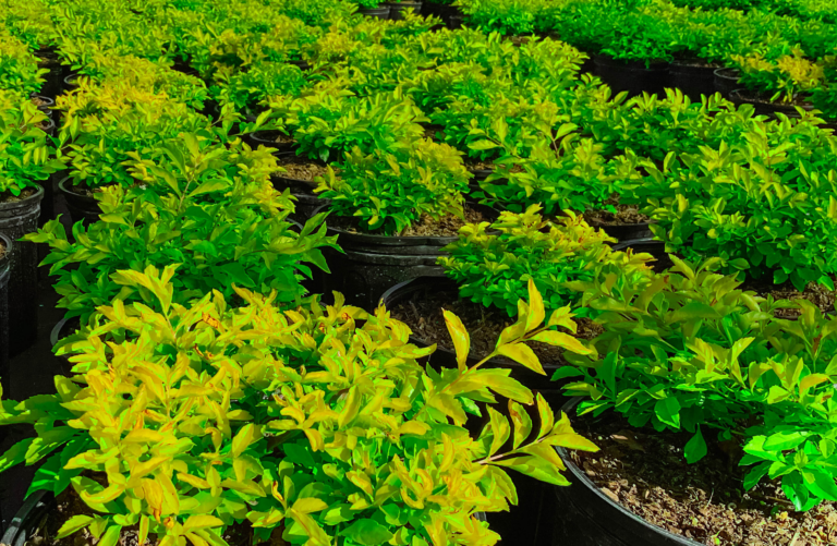 shrubs 4 - lightroom