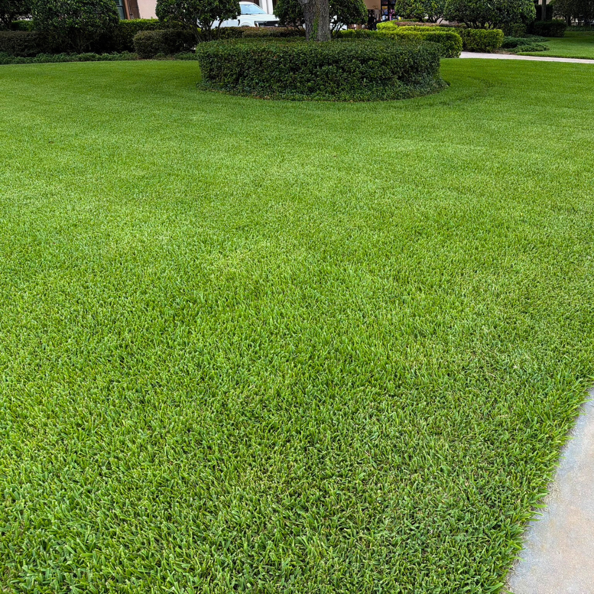FloridaGreen Compost used in a landscape application